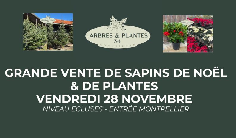 Grande vente de sapins et plantes à pris tout doux – Vendredi 28 novembre